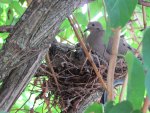 Morning Dove and her Two Babies
