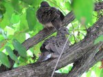 Morning Dove Babies