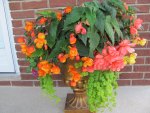 My Begonia Planter