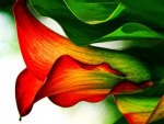 Flower Series   --Calla Lily