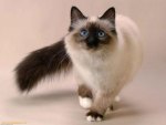Siamese cat