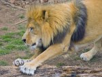 Lazy lion