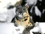 snow panther