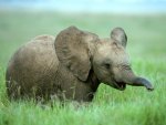 Cute baby elephant