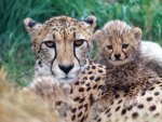 Cheetah family