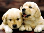 ADORABLE PUPPIES