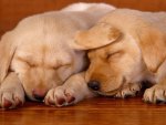 FILHOTES DORMINDO