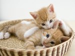 basket kittens