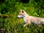 WOLF PUP