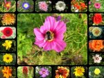 â™¥      Summer Flowers Collage With Bumblebee      â™¥