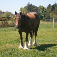 Ollie my lovely loan pony