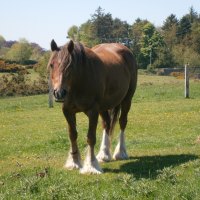 Fell pony in paddock