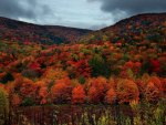 beautiful fall colors forest