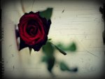 Red Rose