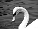 swan drinking