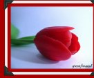 RED TULIP