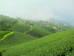 Tea plantations in the mountains