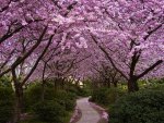 cherry blossom trail