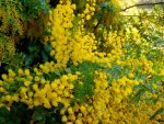 Smell the yellowy blooms