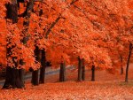 ORANGE Autumn