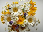 Bouquet of Daisies