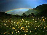 Rainbow Field