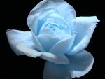 Blue Rose