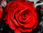 Beautiful Red Rose
