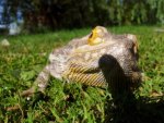 Bearded Dragon