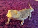 Bearded Dragon