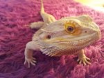 Bearded Dragon