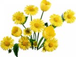 Yellow Fowers