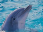 dolphin