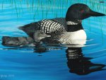 loons