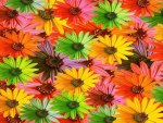 Colourful Daisies