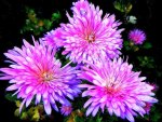 Chrysanthemums highly colored