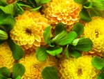 Yellow dahlias