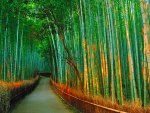Bamboo path