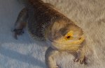 ''cezar''bearded dragon