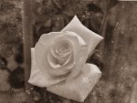 Vintage Rose