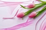 Pink tulips