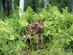Newborn Chital Deer
