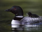 Loon