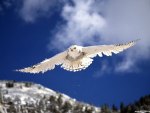 Snowy Owl