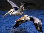 Pelicans