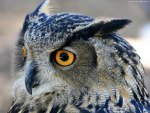 Great Horned Owl
