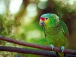 Green Parrot