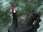 Black Swan