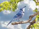 Blue Jay