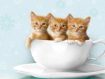 "Teacup Kitties"